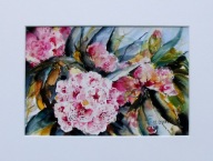 Akwarela pt. Rododendron 2