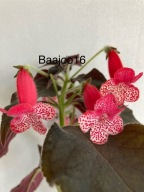 Kohleria Blizzard's Pickle Puss - kłącze