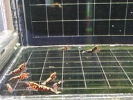 Krewetki Caridina Red Galaxy Boa 10 sztuk