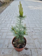 Sosna drobnokwiatowa Pinus parviflora 'Bonnie Bergman' NA BIG BONSAI