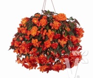 BEGONIA ZWISAJĄCA Belina Orange PEŁNA