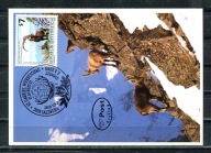 A55715)Austria: Maksimum Karta 2306, Ssaki