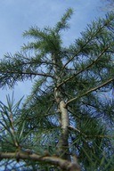 Cedr libański sosna jodła cis jałowiec cyprys daglezja świerk inny