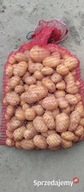 Ziemniak żółty jadalny worek 15kg Denar