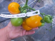 Pomidor Orange Queen wczesny samokonczący niski nasiona kolekcjonerskie