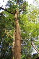 Jałowiec 2 gatunkowy szczepiony na 1 pniu 14 letni wirginijski inny