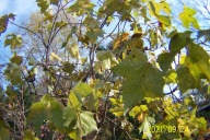 Klon kulisty karłowy 11 letni okaz szczepiony inny