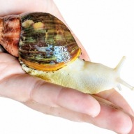 Archachatina rhodostoma albino body ślimak afrykański + HEAT PACK GRATIS