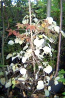 Hortensja pnąca okaz 11 letni azalia dąb buk wiąz platan brzoza inna