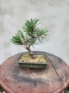 Sosna drobnokwiatowa pinus parviflora Aoi bonsai