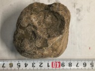 Skamieliny koralowce minerały