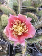 Mrozoodporna opuncja v. SALMONEA RICHTER o ugruntowanej pozycji na rynku