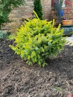 MAGIA KOLORÓW Świerk serbski 'Golden Midget' Picea omorika