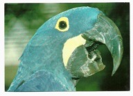Pocztówka - Papuga - Ara hiacyntowa / portret ptaka