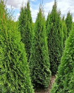 100 Thuja Tuja Smaragd żywopłot 260-280 cm Transport