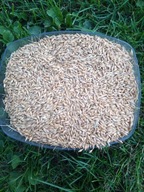 JĘCZMIEŃ OZIMY HYBRYDOWY MALIBOO 20 KG