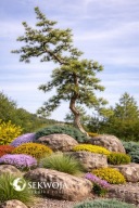 ZAKRĘCONY UNIKAT Sosna Banksa 'Bush's Twister' Pinus banksiana