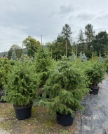 Świerk serbski 120-150cm