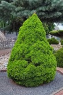 ŚWIERK CONICA Przepiękna sadzonka STOŻKOWY POKRÓJ 30-40cm 5L!!!