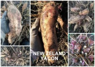 TOPINAMBUR/ YACON JABŁKO ZIEMI SADZONKI ROZMNÓŻKI BULWY - NEW ZELAND 2 X