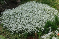 Mokrzyca - Minuartia juniperina