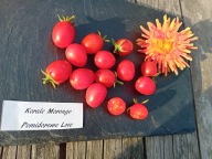 Pomidor Korale Morango niezwykle plenna koktajlówka nasiona kolekcjonerskie