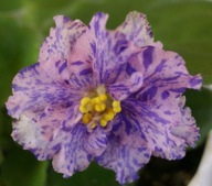 FIOŁEK AFRYKAŃSKI ### LE= PISANKA ### 1LIŚĆ