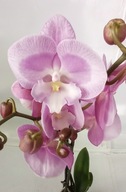 PHALENOPSIS storczyk el alladin