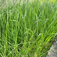 Rozplenica japońska 'Magic' (Pennisetum) P13