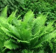 Paproć Ogrodowa Pióropusznik Strusi Sadzonka