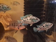 Pielegnica Jack Dempsey