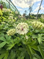 JARZMIANKA WIĘKSZA "DIAMONDS WHITE" bylina sadzonka