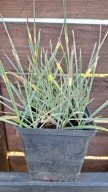 Rajgras Bulwkowaty variegata P9