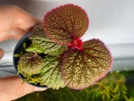 Begonia Bulu Merah Kalimantan roślina kolekcjonerska do paludarium