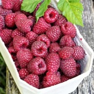 MALINA 10 SZTUK POWTARZAJĄCA SADZONKI MALINY DUŻE OWOCE MALIN NA SOKI