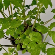 Lubczyk ogrodowy sadzonka