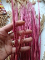 Jęczmień naturalny suszony zboże susz kwiaty kompozycje bordowy