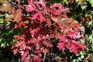 DĄB CZERWONY sadzonki 25 szt