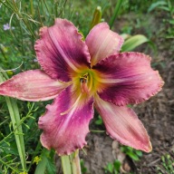 Liliowiec Purple Bicolor