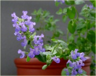 Kocimiętka właściwa sadzonki 100 sztuk wieloletnia dla kota ogrodowa