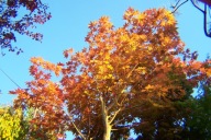 Klon palmowy czerwony nito-zuki szczepiony okaz 23 letni 220cm inny