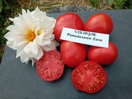 Pomidor Sibirjak jeden z najwcześniejszych nasiona kolekcjonerskie