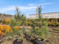 sosna himalajska 103cm i 106cm