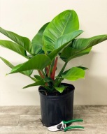 Philodendron Filodendron imperial green SADZONKA 50 cm