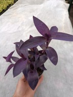 trzykrotka purple heart