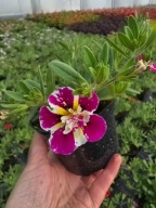 Million Bells - Double Raspberry Icecream