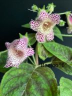 Kohleria MM's Maja - kłącze