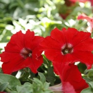 Surfinia Table Dark Red