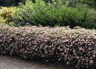 DZIKA RÓŻA LAXA SADZONKA W POJEMNIKU 20 cm NA ZYWOPŁOTY JADALNA NA DŻEMY