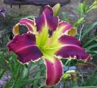 Liliowiec Eight Miles